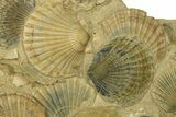 Spectacular Fossil Scallop (Pecten) Cluster #280206-2